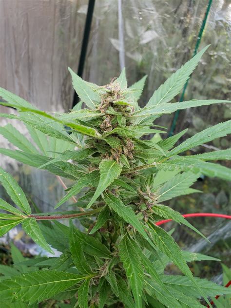 Thoughts This Is My Durban Poison Outdoors On Day 45 Ready To