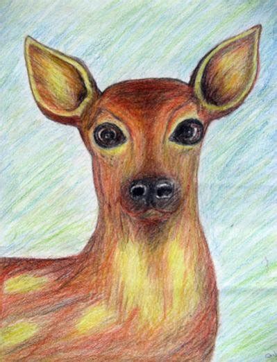 My Own Colored Pencil Drawing Of Deer Artist Forum