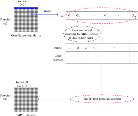 A Gene Expression Matrix And Mrmr Filter Download Scientific Diagram