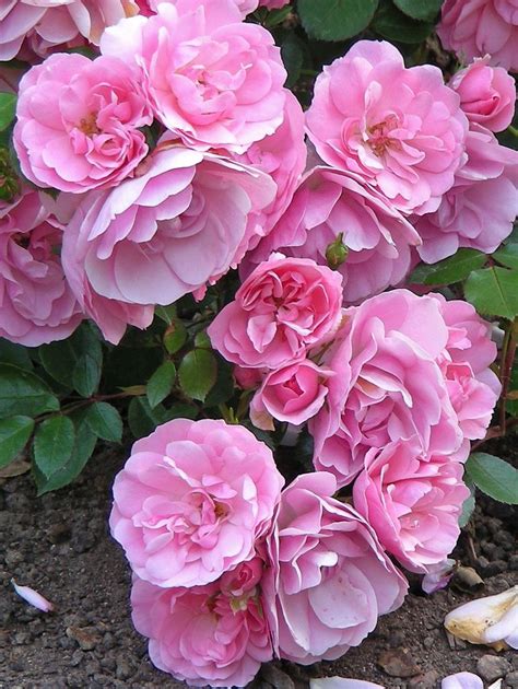 Meidiland Pink Shrub Roses Flickr Clara Johnson Bed Of Roses