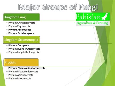 Classification And Nomenclature Of Fungi