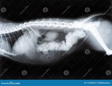 Cat With Bowel Or Intestinal Obstruction X Ray Image Or Radiography