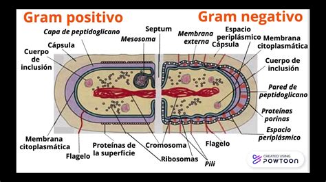 Bacterias Gram Positivas Y Gram Negativas Youtube