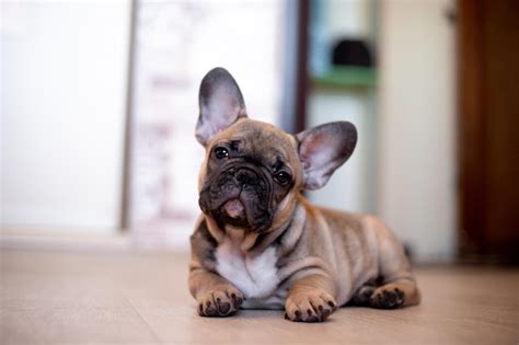 French bulldog information, how long do they live, height and weight, do they shed, personality traits, how much do they cost, common health issues. French Bulldog Cost Guide: Budgeting For A Bulldog ...