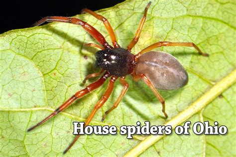 Black House Spider Ohio