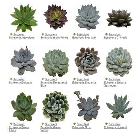 Succulents Names And Images Types Of Succulent Plant