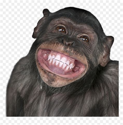Smiling Monkey Funny Hd Png Download Vhv