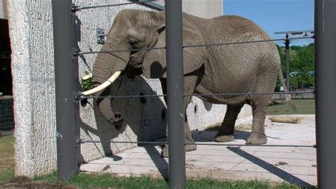 Milwaukee County Zoo Celebrating World Elephant Day On Friday