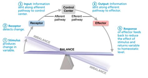 Related online courses on physioplus. What Is The Difference Between Positive And Negative ...