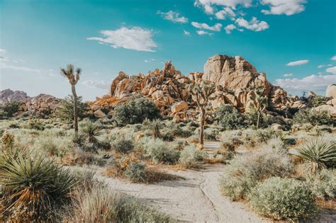 The Best Guide To Californias Joshua Tree National Park Little