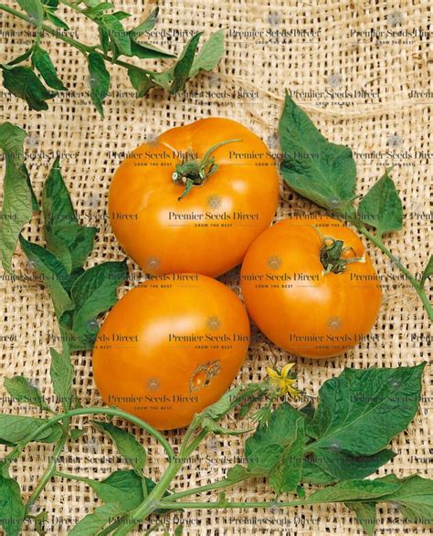 Vegetable Brandywine Yellow Tomato Tomato Premier Seeds Direct Ltd