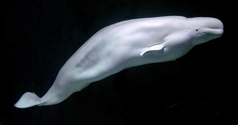Beluga Whale Wikipedia