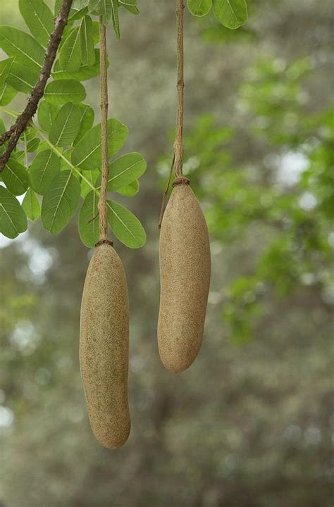 Sausage Tree Kigelia Africana Fruit Photograph By Bob Gibbons Fine
