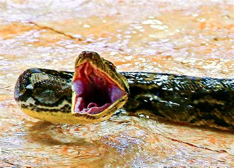 Very Very Angry Snake Rational Galleries Digital Photography Review