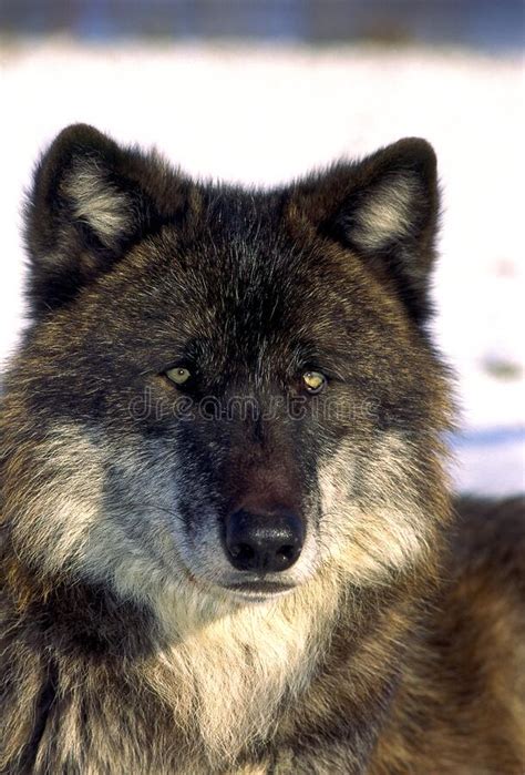 Gray Wolf Or Timber Wolf 35632 Stock Image Image Of Sideways Canidae