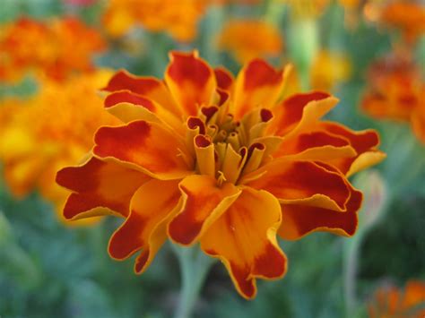 The Marigold First Amongst Equals All About Flowers Our Blog