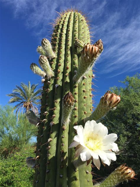These Photos Of Cactus Blooms Will Make You Fall In Love With Tucson