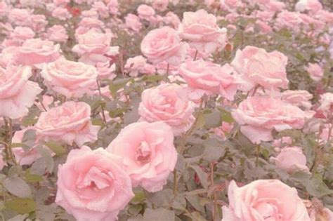 Every Rose Has Its Thorn Roses Rose Flowers Flowerfield Aesthetic