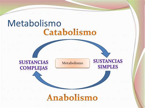Metabolismo Que Es Tipos Funciones E Importancia Images