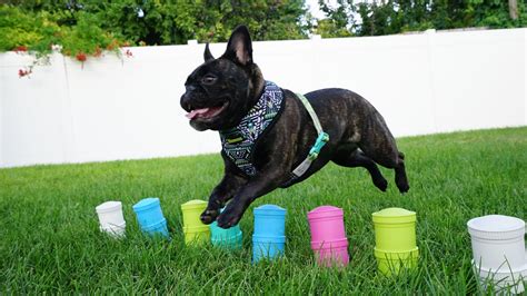 Learn how to use the frenchie bulldog reversible harness system. Re-Play Pet | Frenchie bulldog, French bulldog harness ...