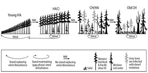 Forests Free Full Text Highlighting Complex Long Term Succession