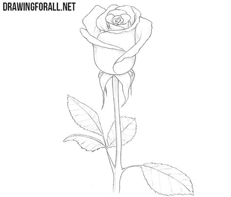 Roses and lisianthus flowers vector illustration. How to Draw a Rose for Beginners