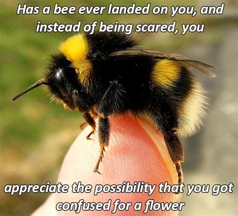 Has A Bee Ever Landed On You Rwholesomememes