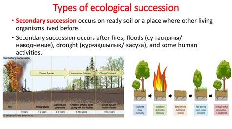 Ecology Succession Ppt