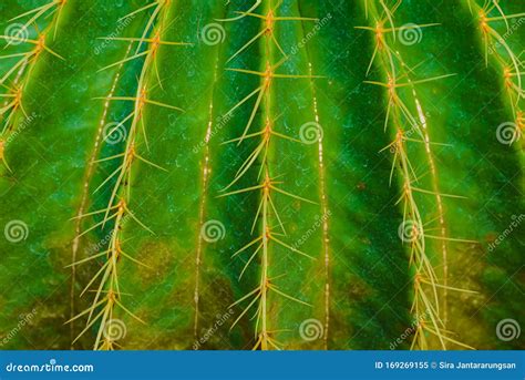 Close Up Thorn Cactus Texture Stock Image Image Of Environment