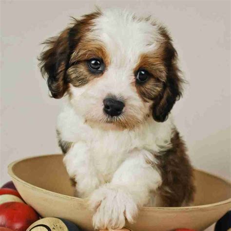 Cavachons For Adoption Near You Rehome Or Adopt A Cavachon Dog Or