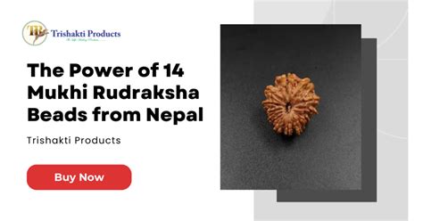 The Power Of 14 Mukhi Rudraksha Beads From Nepal Trishakti Products