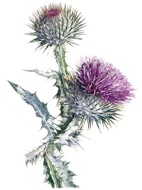 Scots Thistle Watercolour Thistle Painting Thistles Art Floral