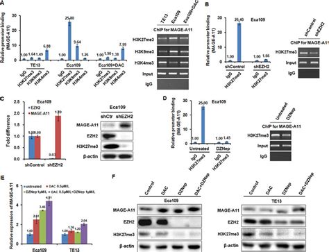 Histone Methylation Is Participated Into The Regulation Of Mage A11