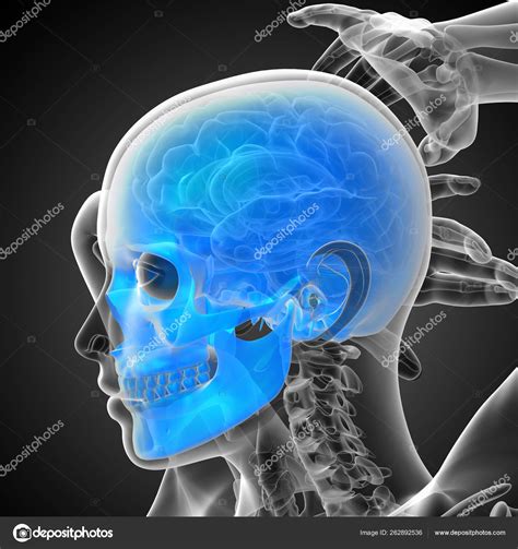 Render Medical Illustration Skull Side View Stock Photo By ©yayimages