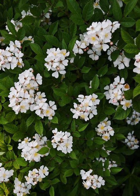 Philadelphus 'manteau d'hermine' bush shrub with double white flowers. Please Identify This Flowering Bush | Flowers Forums