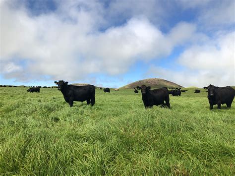 Cattle | Parker Ranch