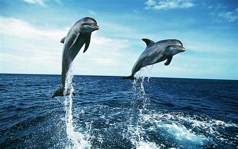 Dolphins Wallpaper Wallpapersafari