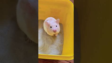 My Hamster Youtube