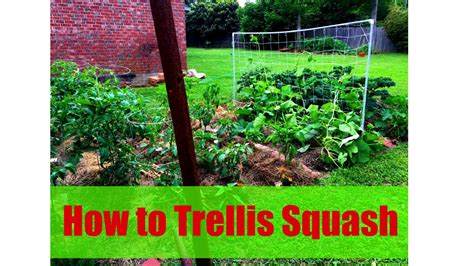 Zucchini plants are usually bush varieties, but there are some varieties that vine. How to Trellis Squash - Step by Step Instructions - YouTube