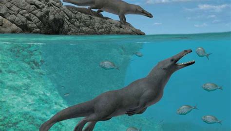 Four Legged Whales Dolphins Walked In Pakistan India 50 Million Years