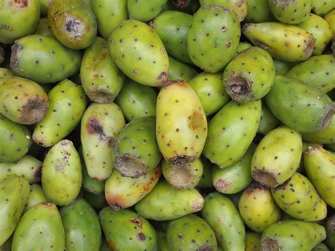 How To Harvest And Eat Prickly Pear Cactus Fruit