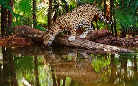 Wallpaper Jaguar Big Cat Predator Water Drink Thirst Reflection