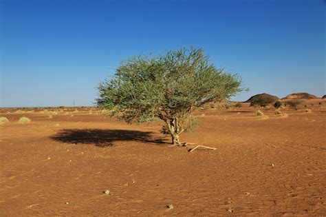 Premium Photo Plants In Sahara Desert Of Sudan