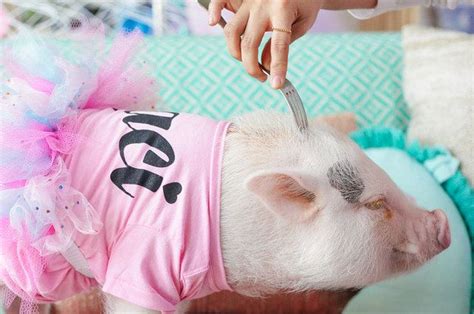 This Piglet Dressed As A Unicorn Is Making Everyone Cry Rainbows Cute