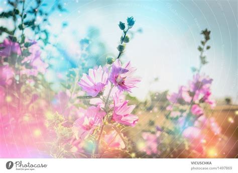 24 Hintergrundbilder Natur Blumen Kostenloser Demyanova