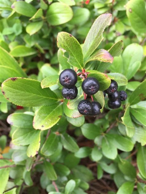 The foliage is glossy and deep green in summer, with red and orange fall coloration. Ou acheter un plant d'aronia nero? Comment le cultiver?