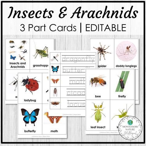 Insects And Arachnids Vocabulary 3 Part Cards Editable Montessori