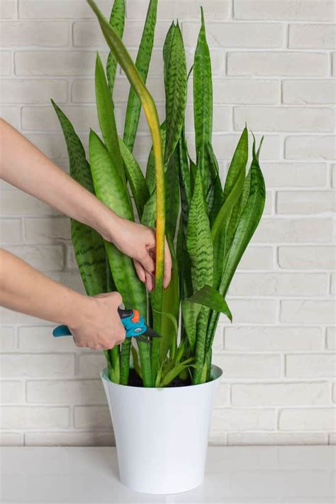 Snake Plant Indoor Snake Plant Care Indoor Plant Care House Plants