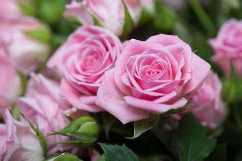 Rosa Rosen Die Schönsten Sorten In Pink And Rosé Plantura