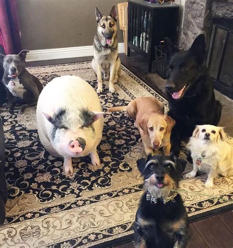 Pet Pig Piggypoo And Crew Unlikely Animal Friends Unlikely Animal